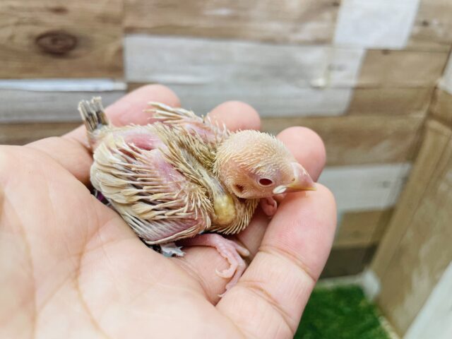 シナモン文鳥