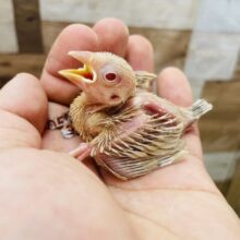 🍁秋を感じるおしゃれカラー✨シナモン文鳥のヒナ！！