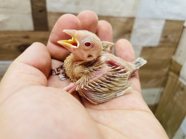 🍁秋を感じるおしゃれカラー✨シナモン文鳥のヒナ！！