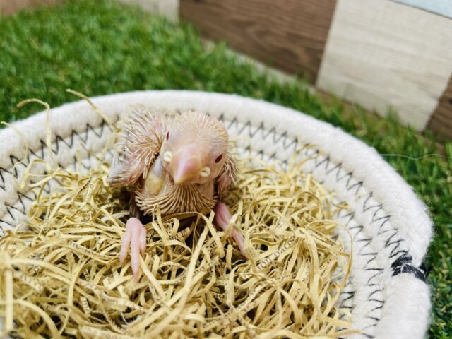 シナモン文鳥