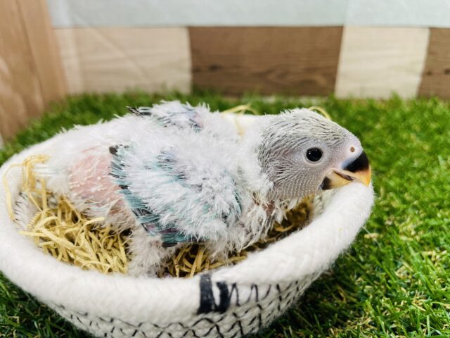 コザクラインコ（小桜インコ）