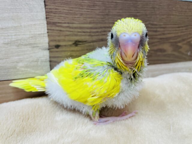 セキセイインコ