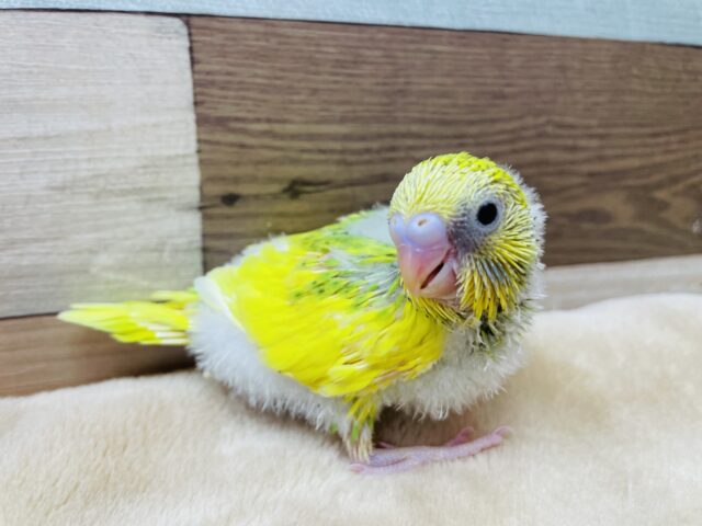 セキセイインコ