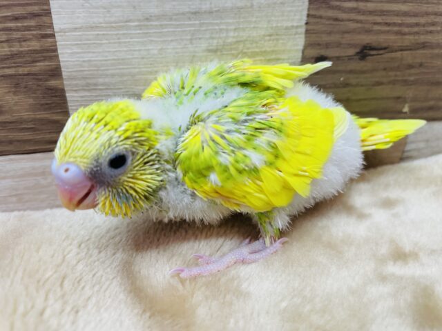 セキセイインコ