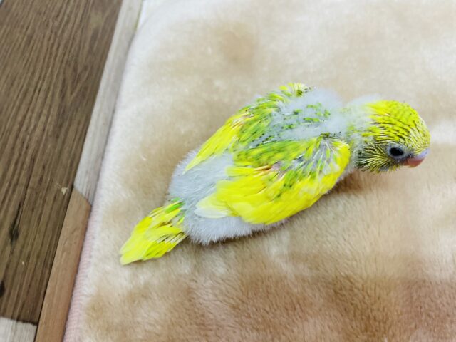 セキセイインコ