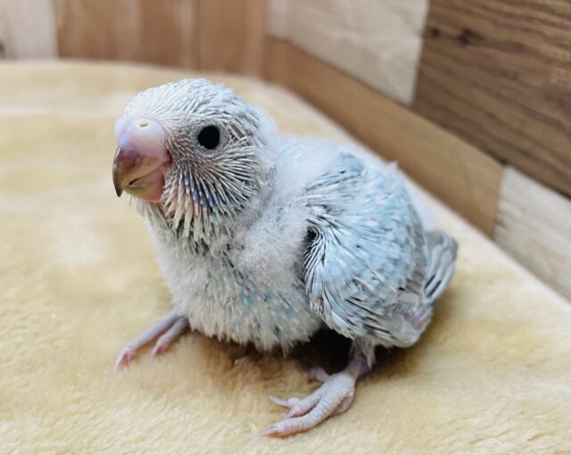 優しいお色でふんわり雰囲気🩵セキセイインコのシナモンオパーリン！！