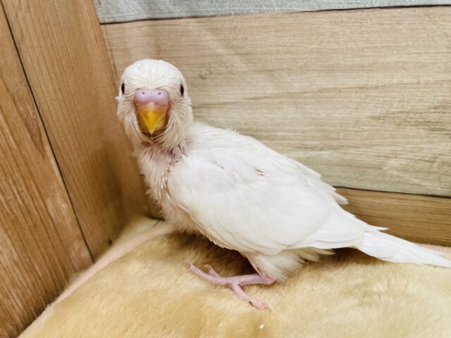 まっちろ可愛いアカメちゃん❤️セキセイインコのアルビノ！！