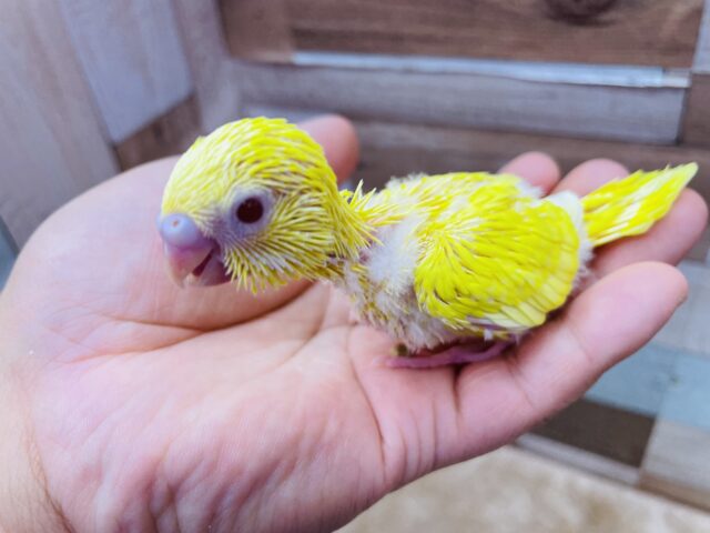 セキセイインコ