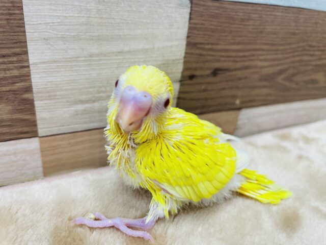 セキセイインコ