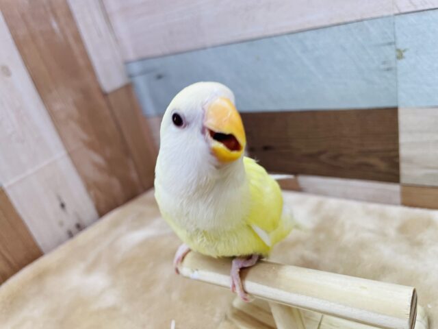 コザクラインコ（小桜インコ）