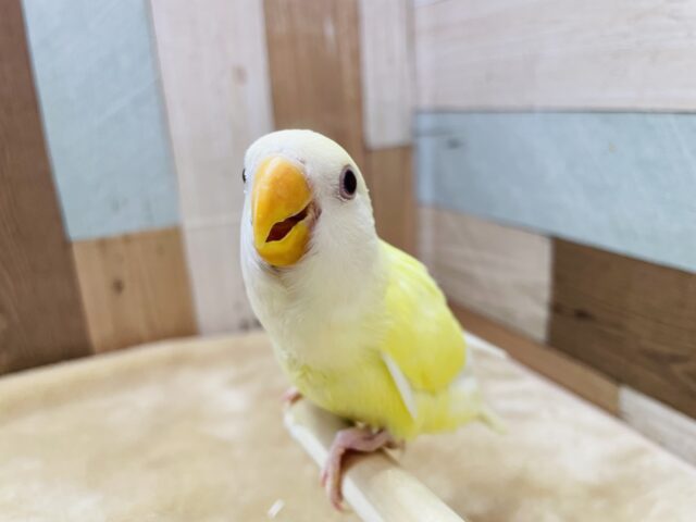 コザクラインコ（小桜インコ）