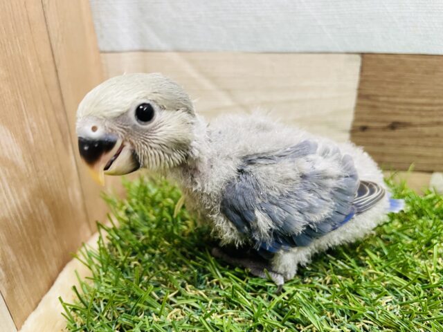 クリクリおめめのキューティーコザッ💕コザクラインコのバイオレット！！