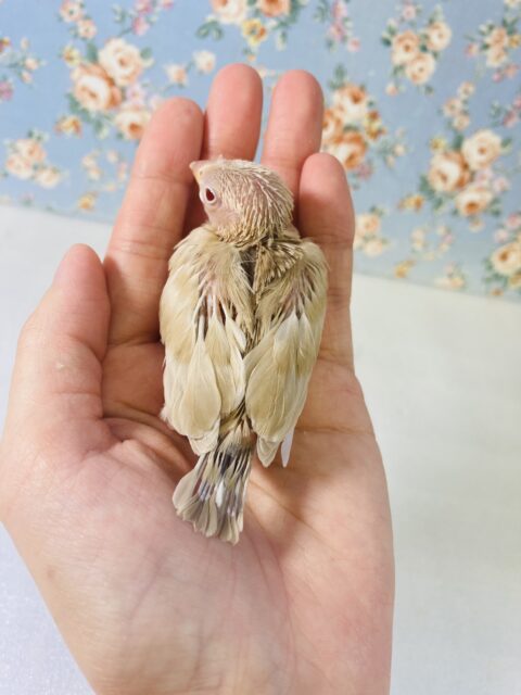 シナモン文鳥