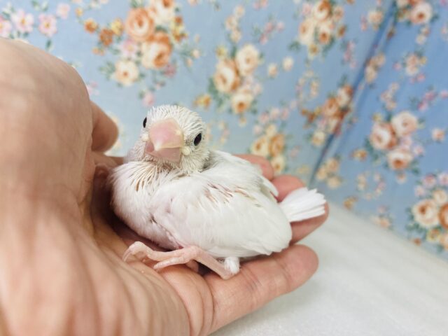 守りたい小さな文ちゃん🪽🤍白文鳥のヒナちゃん入舎です🫶🏻✨