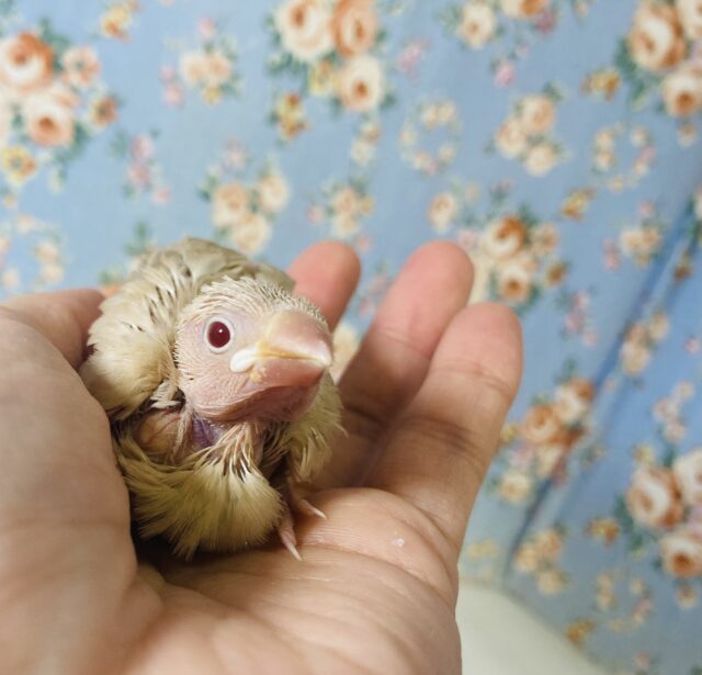 溢れる愛おしさ❤︎*ˊᵕˋ シナモン文鳥のヒナちゃん入舎です🔆