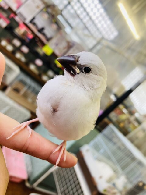 シルバー文鳥