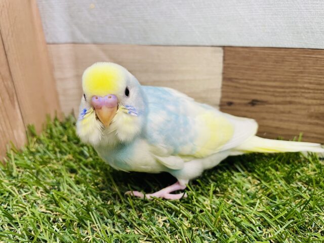 最新画像あります✨ほわっと染まるブルーがｶﾜｲｲ🩵セキセイインコ（パステルレインボーパイド）🌈