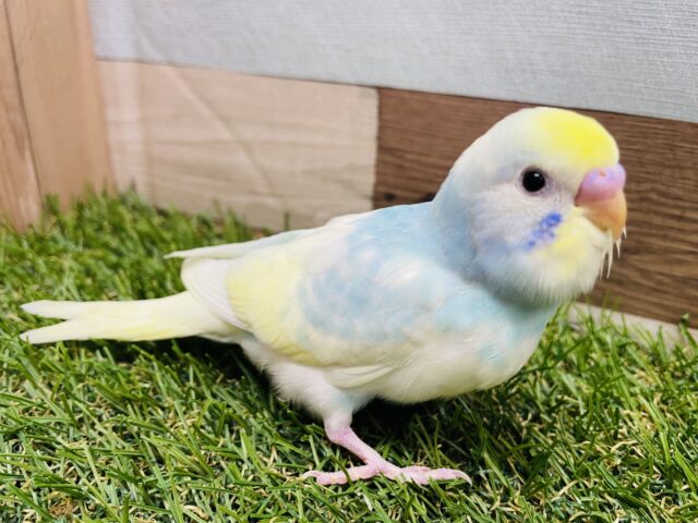 セキセイインコ