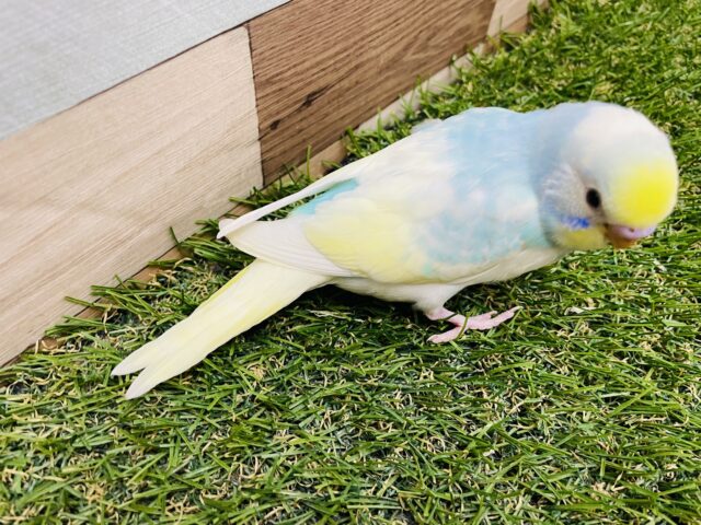 セキセイインコ