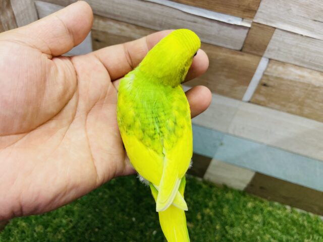 セキセイインコ