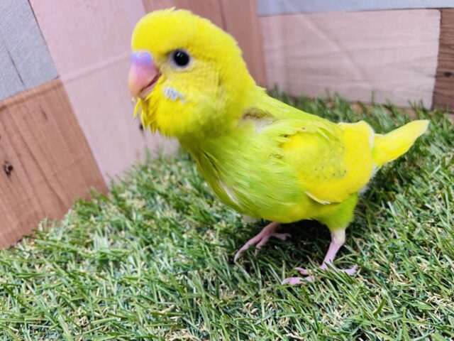 セキセイインコ