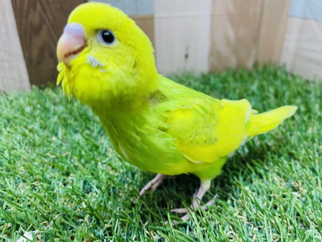 セキセイインコ