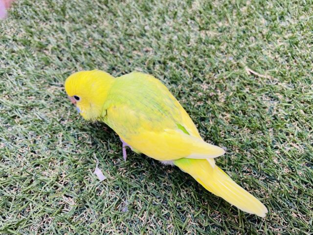 セキセイインコ