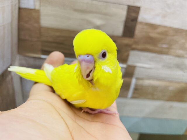 セキセイインコ