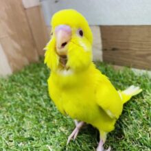 最新画像あります✨黄色いぼでぃーと赤い目が輝いて見えます✨セキセイインコのルチノー！！