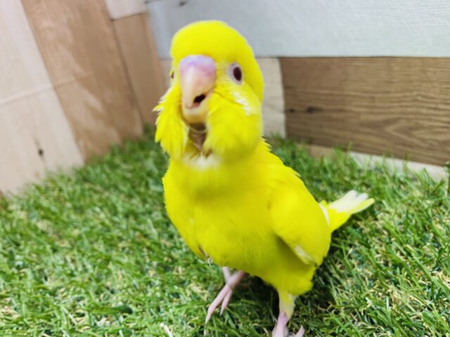 最新画像あります✨黄色いぼでぃーと赤い目が輝いて見えます✨セキセイインコのルチノー！！