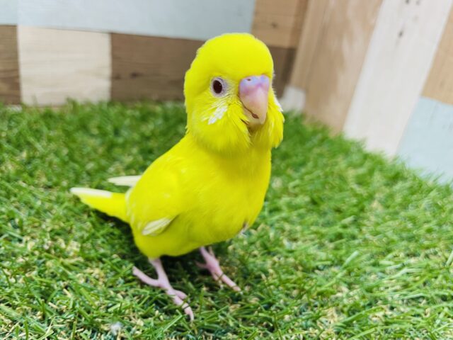 セキセイインコ