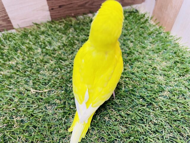 セキセイインコ