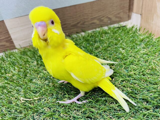 セキセイインコ