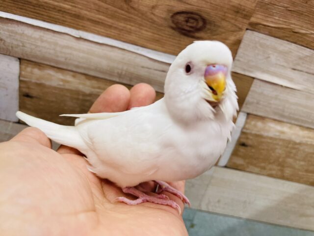 セキセイインコ