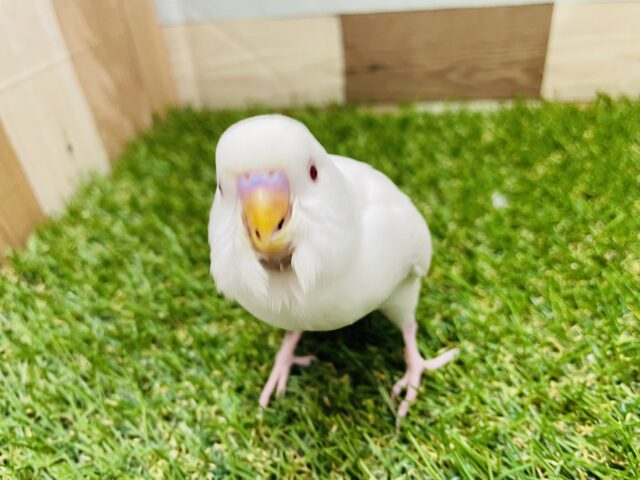 セキセイインコ