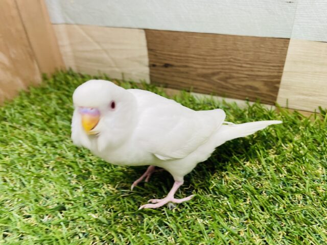 最新画像あります⭐️まっちろ可愛いアカメちゃん❤️セキセイインコのアルビノ！！