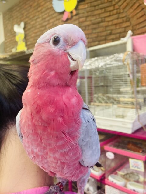 モモイロインコ