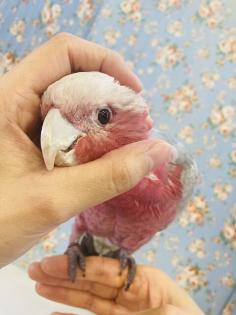 モモイロインコ