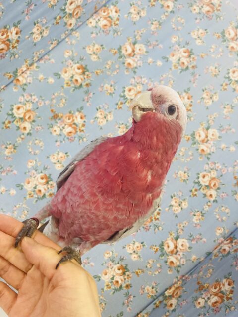 モモイロインコ