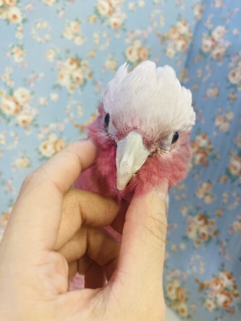 モモイロインコ