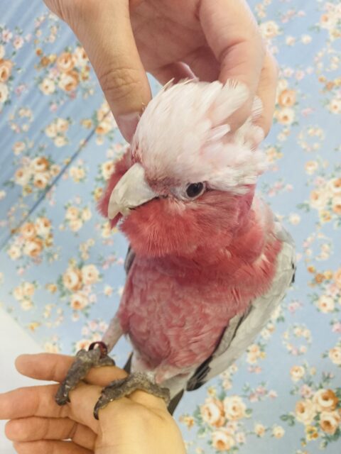 モモイロインコ