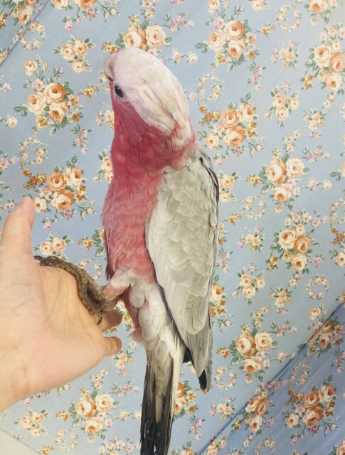 モモイロインコ