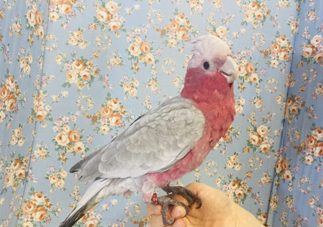 モモイロインコ