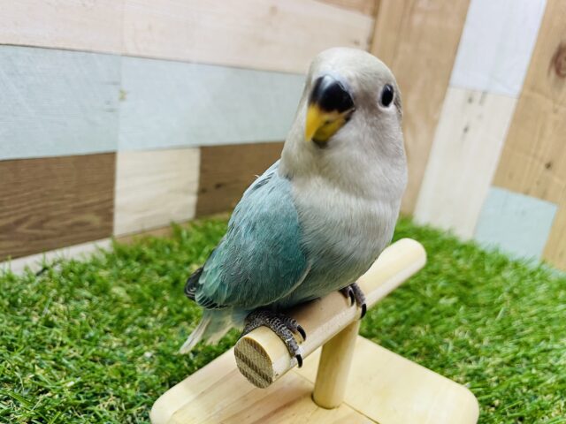 最新画像有ります💙ブルーと羽とまん丸おめめが可愛すぎます💕コザクラインコのブルーチェリーオパーリン！！