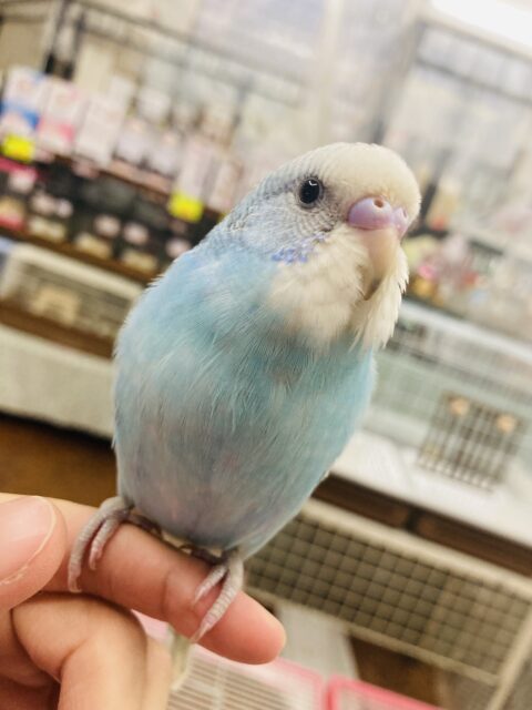 懐こく陽気♩˶ˆ꒳ˆ˵ とってもキレイなスカイブルー🩵手乗りセキセイインコさん🪽✨