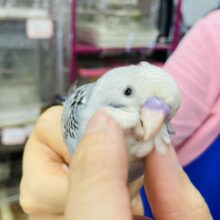 キミはかわいすぎっ❤︎ ˃ ˂⁎手乗りセキセイインコ(バイオレットモーブ)さん🪶✨