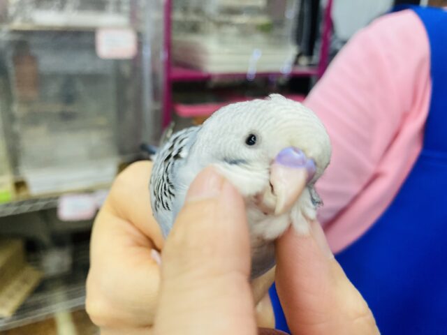 キミはかわいすぎっ❤︎ ˃ ˂⁎手乗りセキセイインコ(バイオレットモーブ)さん🪶✨