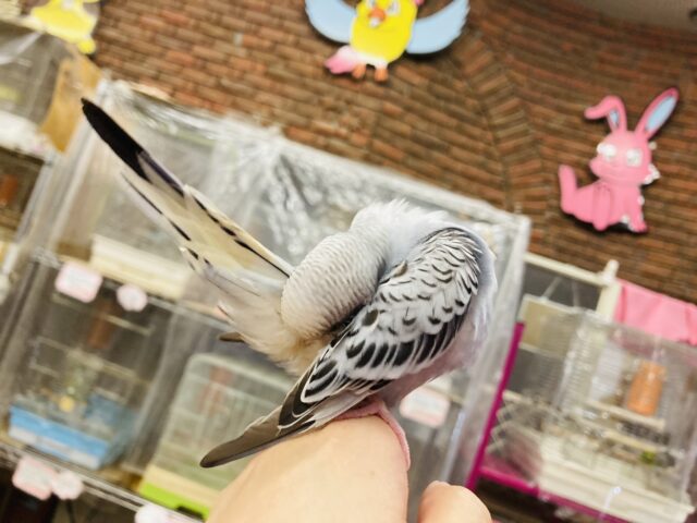 セキセイインコ