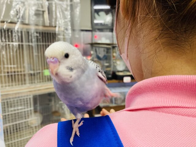 セキセイインコ