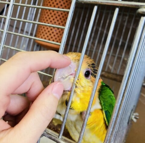 シロハラインコ